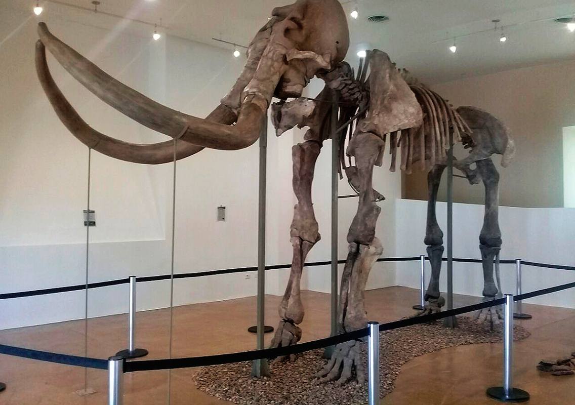 Restos de mamut serán presentados en La Paz