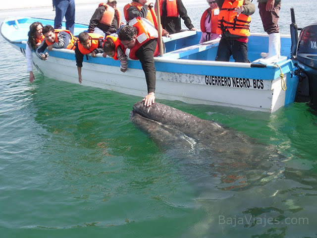 Recortan permisos para avistamiento de ballena gris en López Mateos