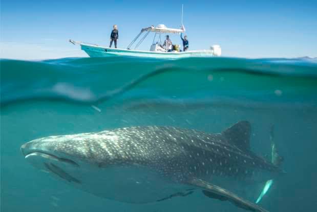Suspenden nado y observación de tiburón ballena en la Bahía de La Paz