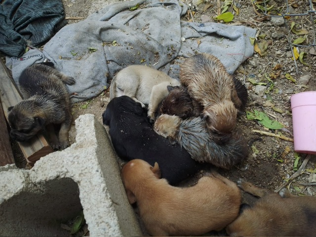 Rescatan a 4 perritos atorados en el drenaje