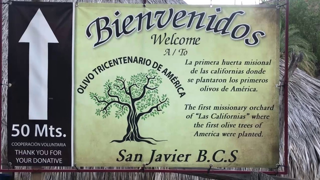 San Javier y el olivo de 320 años están en BCS