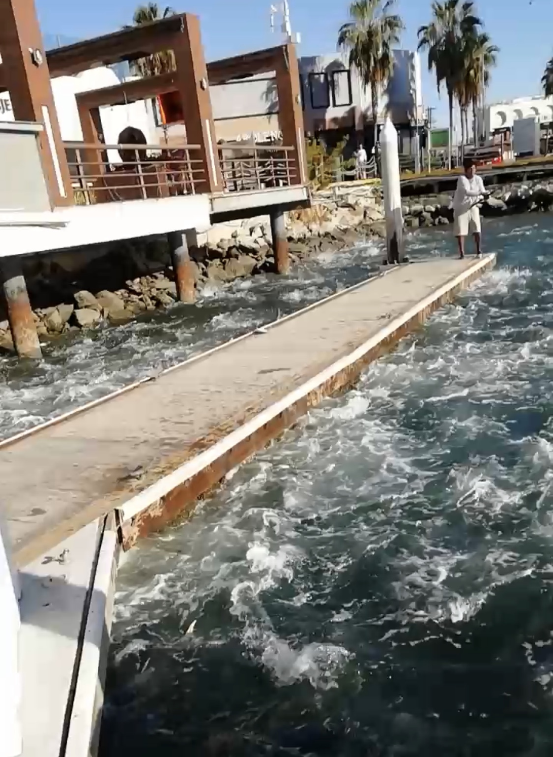 Cientos de Júreles Alimentándose En La Marina De Los Cabos