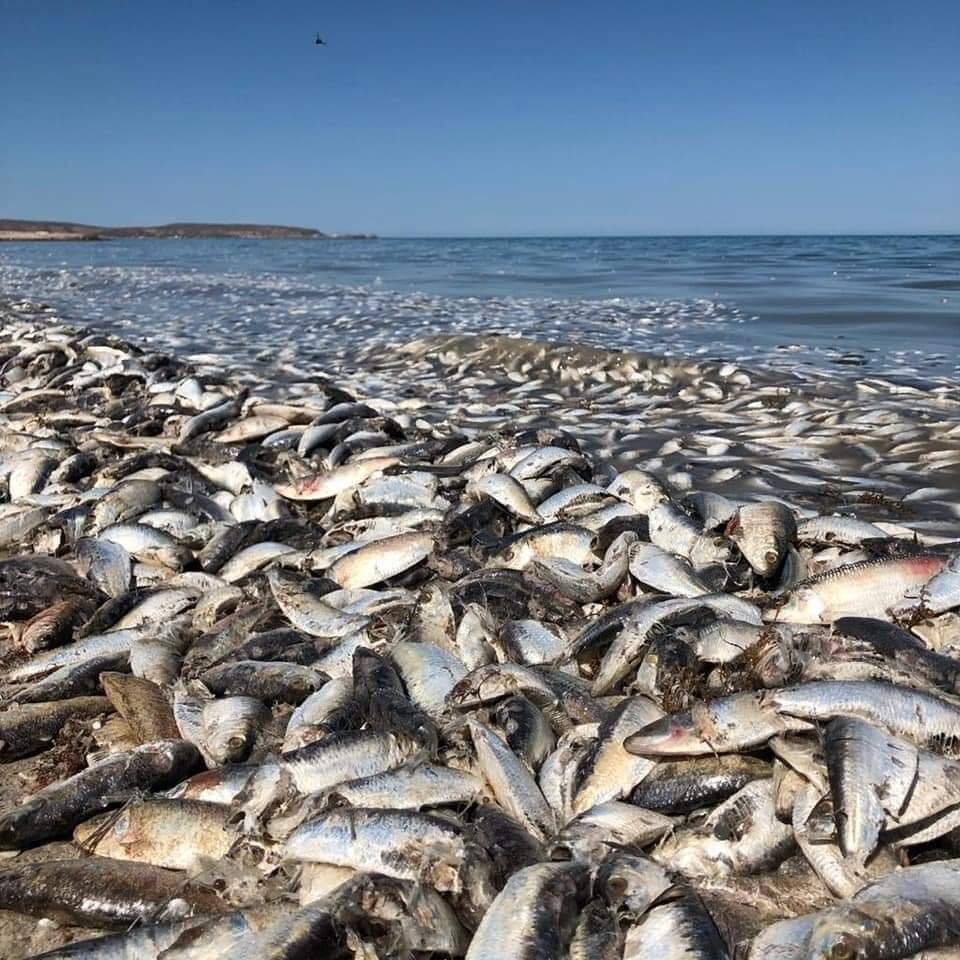 "La pesca ilegal y la depredación deben ser investigados".