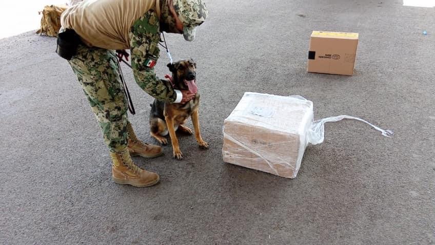 Binomios caninos detectan 146 kilos de droga en La Paz